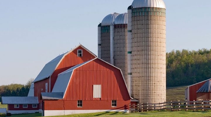dairy-farm-three dairy-farm-three